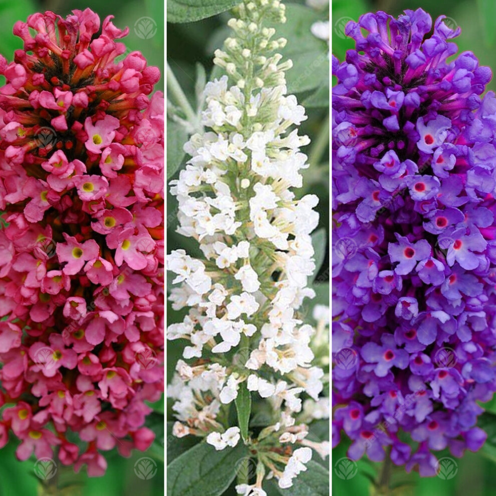 Gardeners Dream Buddleia Petite Collection (9Cm, 3 Plants)