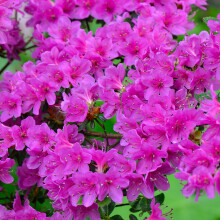 1 X Azalea 'Geisha Purple' Japanese Evergreen Shrub Hardy Plant In Pot