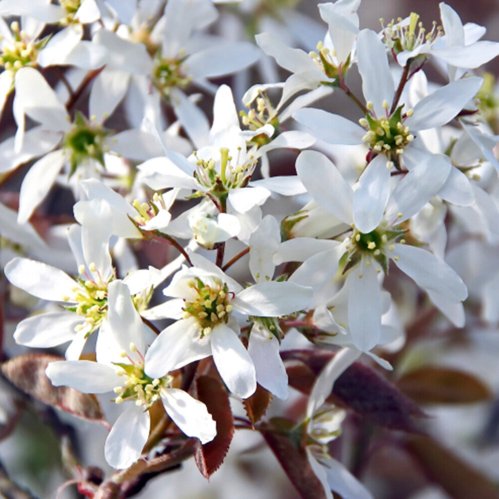 Amelanchier Canadensis | Serviceberry | Ornamental Garden Tree | 5-6Ft