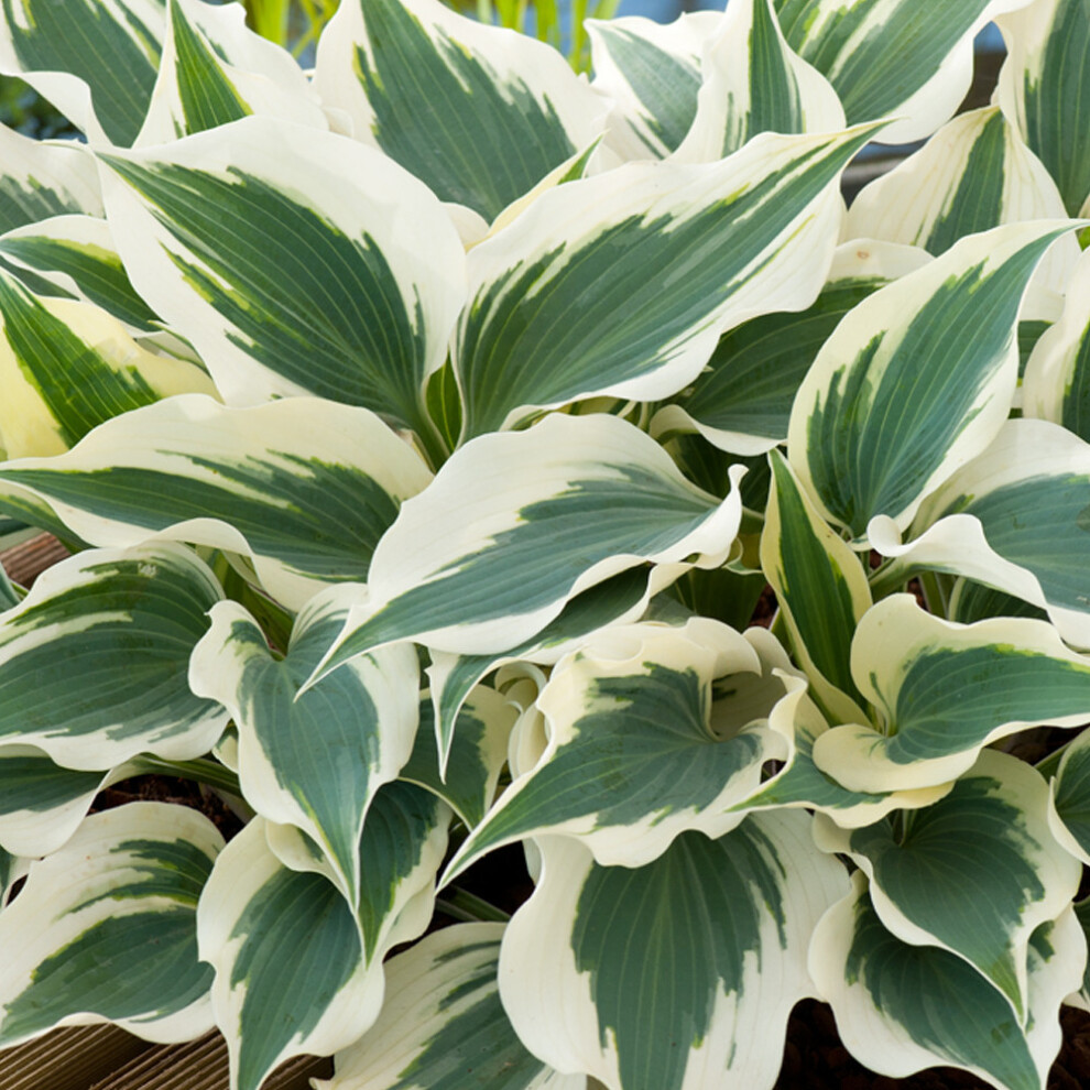Gardeners Dream Hosta Wide Brim (9Cm)