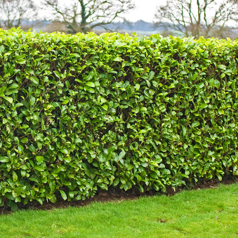 (50) Cherry Laurel Hedging Plants 20-40Cm Prunus Rotundifolia Evergreen Hedge Potted