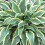 Gardeners Dream Hosta Wide Brim (9cm) 2