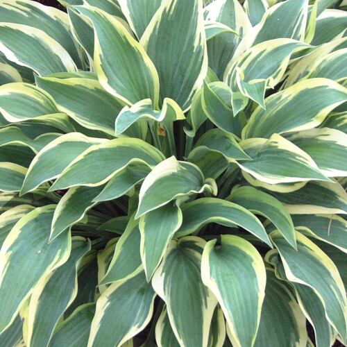 Gardeners Dream Hosta Wide Brim (9cm) 1