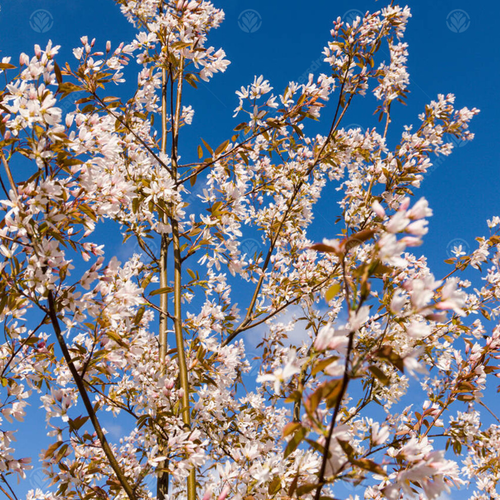 Amelanchier 'Robin Hill' | Pink Juneberry | Ornamental Garden Tree | 5-6Ft