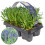 Gardeners Dream Lavender Angustifolia Fragrant Garden Plants For Borders Pots Container (6 Pack) 1