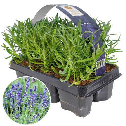 Gardeners Dream Lavender Angustifolia Fragrant Garden Plants For Borders Pots Container (6 Pack)