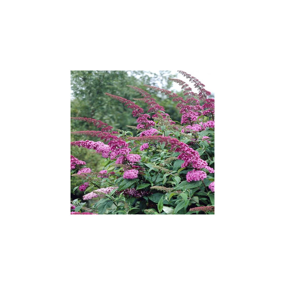 Gardener's Dream Uk 1 X Buddleia ' Delight' Butterfly Bush Deciduous Shrub Garden Plant In Pot Pink