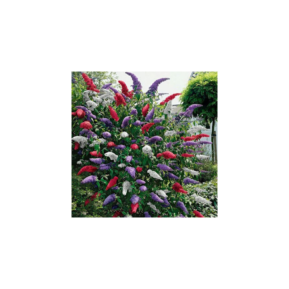 BUDDLEIA TRICOLOUR 3 MIXED COLOURS BUTTERFLY GARDEN BUSH PLANTS IN 9CM POTS