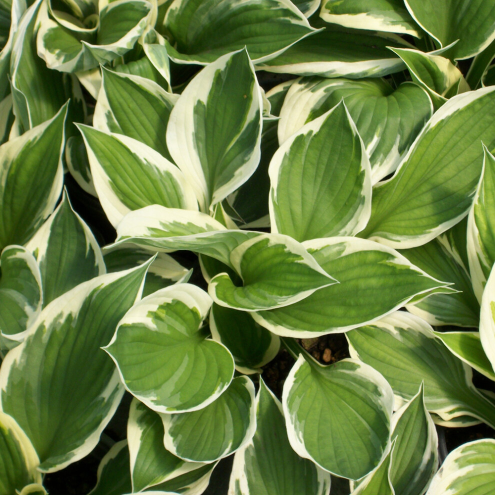 Gardeners Dream Hosta 'Minute Man' Herbaceous Perennial Hardy Plant In 9Cm Pot
