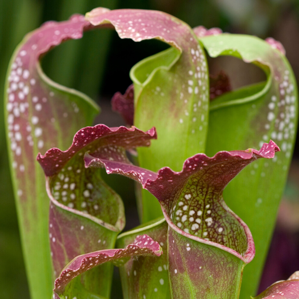 https://images.esellerpro.com/3048/I/625/49/Sarracenia Smoorii-6.jpg