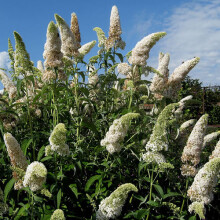 1 X Buddleja Davidii White Profusion Butterfly Bush Deciduous Shrub Plant In Pot