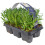 Gardeners Dream Lavender Angustifolia Fragrant Garden Plants For Borders Pots Container (6 Pack) 2
