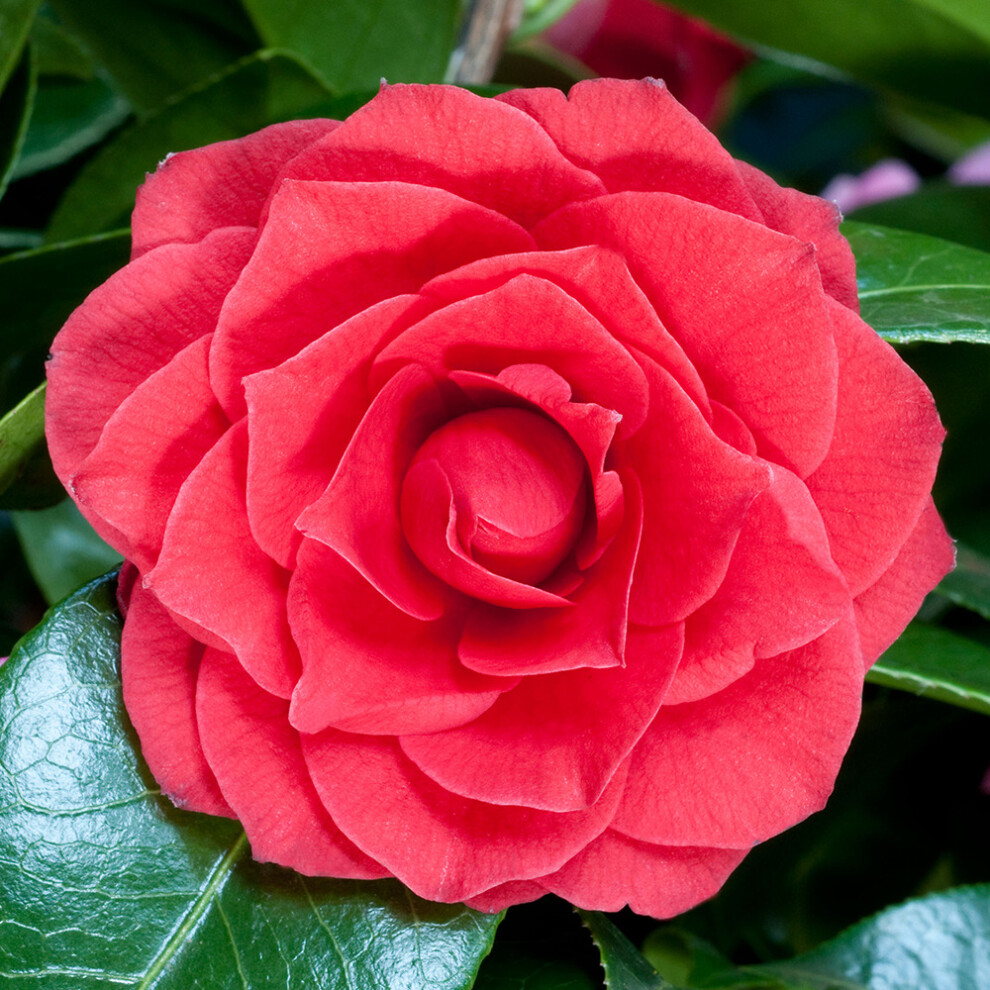 Gardeners Dream 1 X Camellia Japonica ' Tie' Evergreen Shrub Hardy Plant In Pot Black