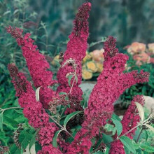 1 X Buddleja Davidii 'Royal Red' Butterfly Bush Deciduous Shrub Plant In Pot