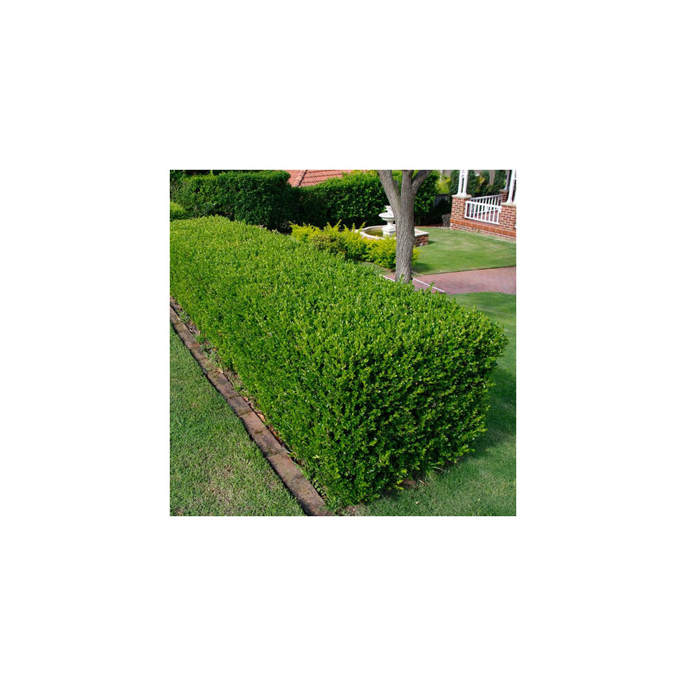50 X Buxus Sempervirens Common Box Bushy Evergreen Hedging Plant In Pot