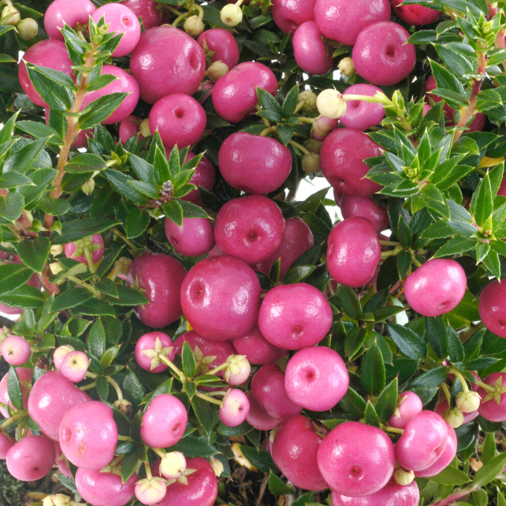 (Pink) Pernettya Mucronata Gaultheria Prickly Heath Bushy Evergreen Garden Shrub In Pot