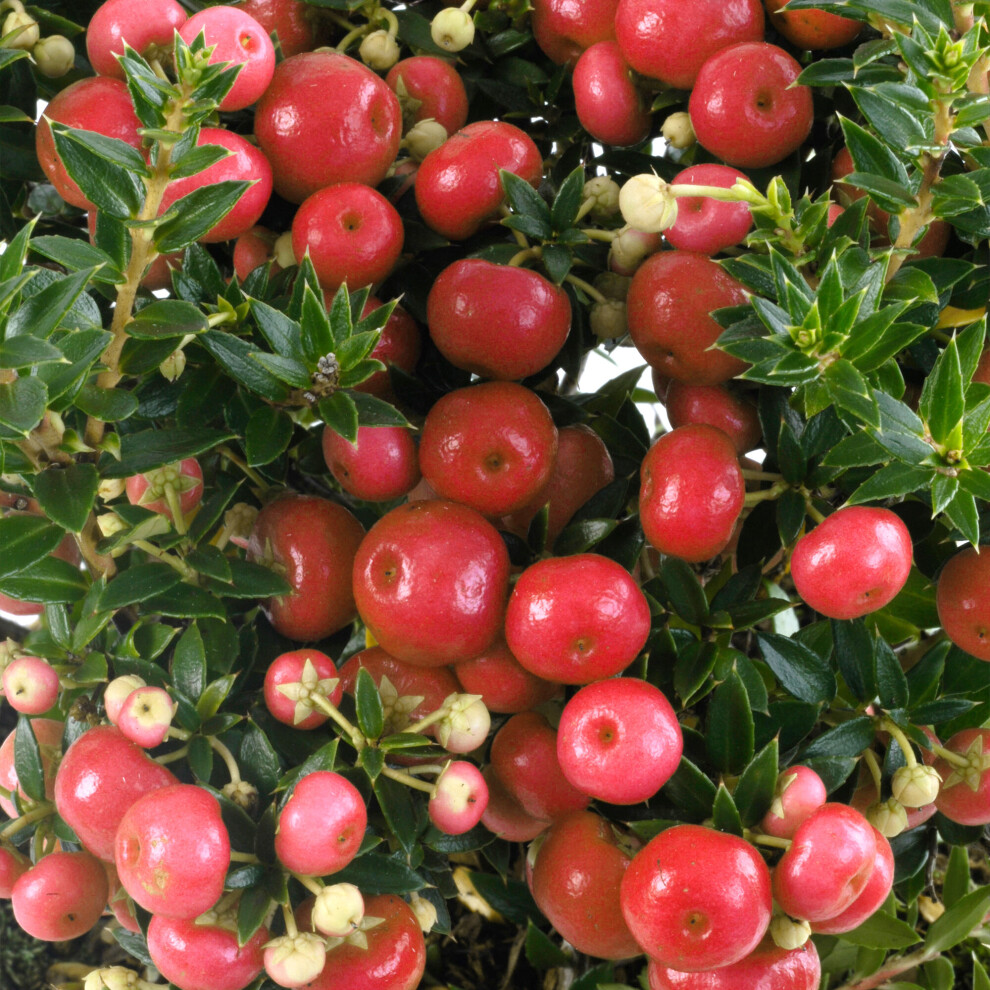 (Red) Pernettya Mucronata Gaultheria Prickly Heath Bushy Evergreen Garden Shrub In Pot