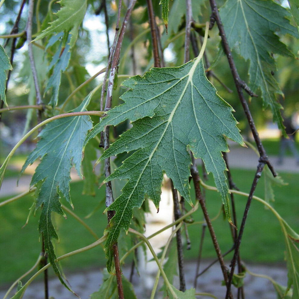 Betula Pendula Dalecarlica | Swedish Birch | Ornamental Garden Tree | 5-6Ft