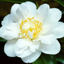 1 X Camellia Japonica 'Silver Anniversary' Evergreen Shrub Hardy Plant In Pot