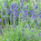 Gardeners Dream Lavender Angustifolia Fragrant Garden Plants For Borders Pots Container (6 Pack) 4