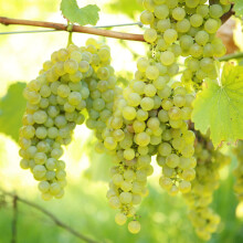 (Green/White) Grape Vine Vitis Deciduous Climbing Live Fruit Plant Hardy Outdoor Garden Shrub