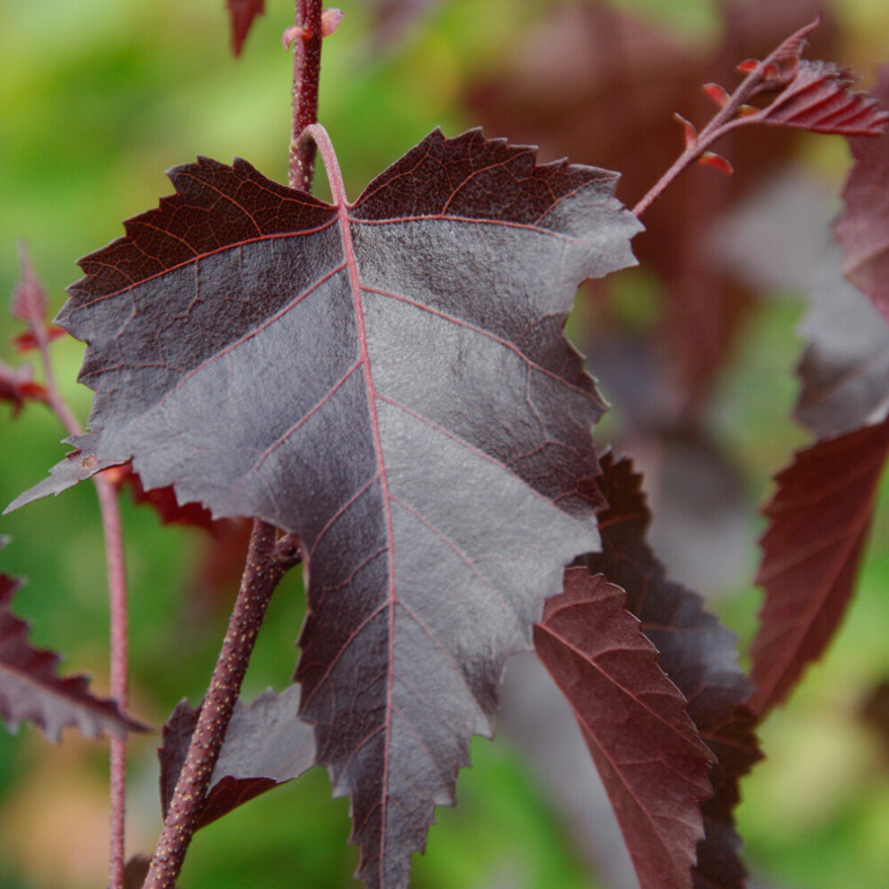 Betula Royal Frost | Purple Birch | Ornamental Garden Tree | 5-6Ft