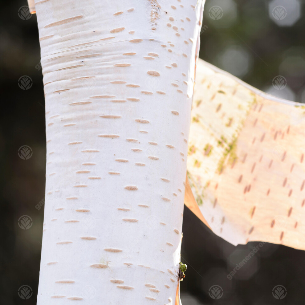 Betula Utilis Snow Queen | Snow Queen Birch | Ornamental Garden Tree | 5-6Ft