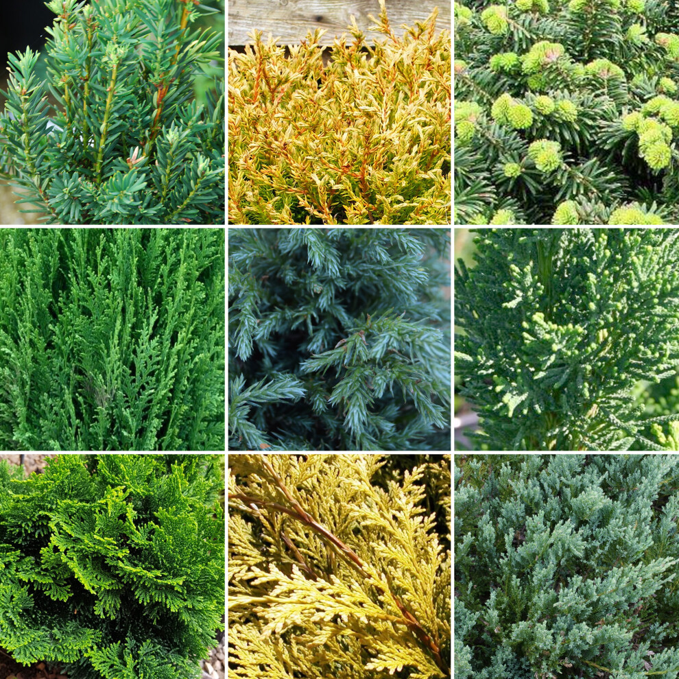 12 X Evergreen Conifer Plant Mix - Hardy Outdoor Garden Shrubs | 9cm Pots