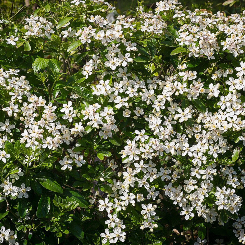 1 X CHOISYA 'TERNATA' MEXICAN ORANGE BLOSSOM EVERGREEN SHRUB HARDY PLANT IN POT