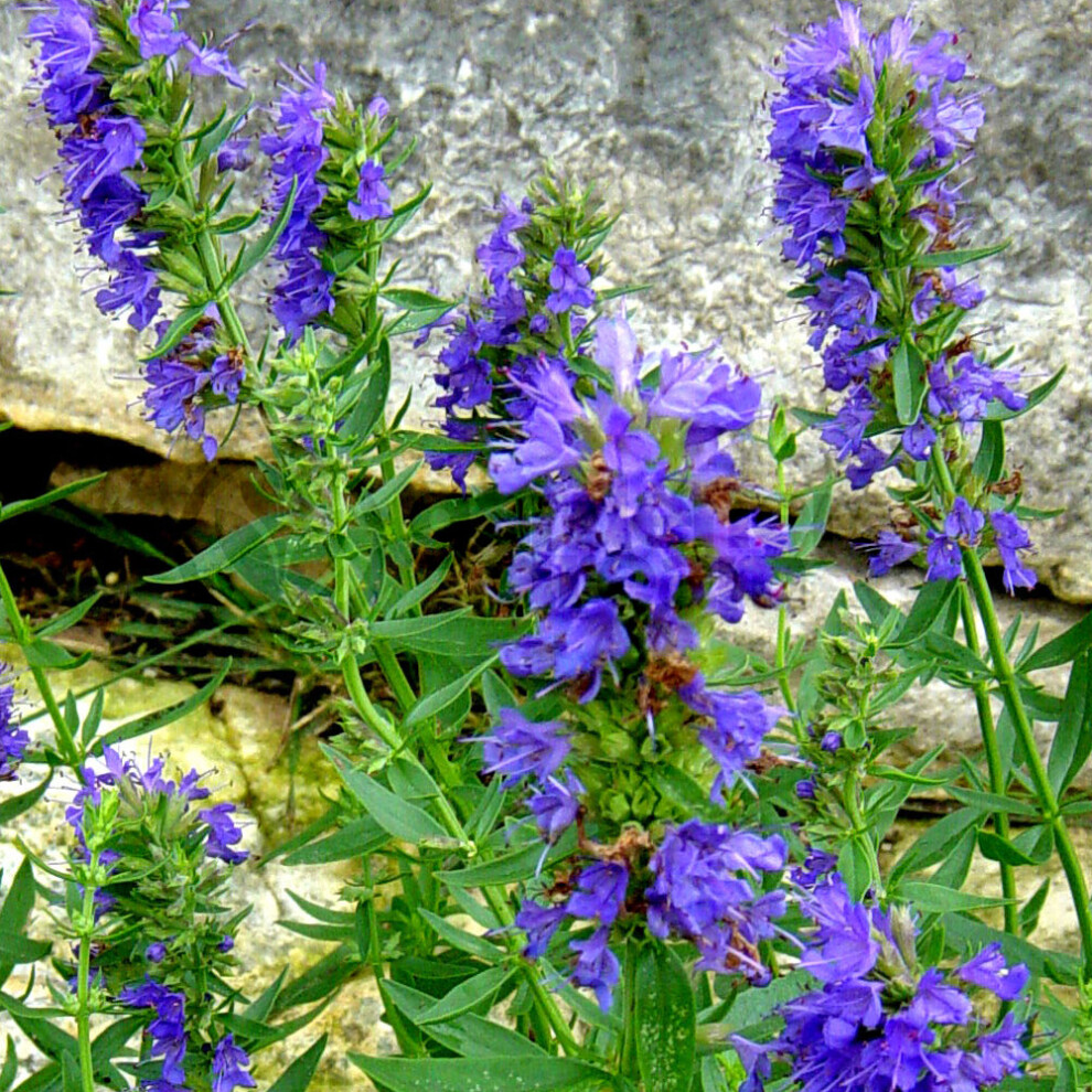 Gardeners Dream Potted Herbs - Hyssop Blue (8Cm)