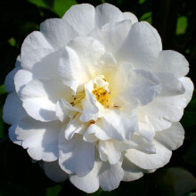 1 X CAMELLIA JAPONICA 'ONETIA HOLLAND' BUSHY EVERGREEN SHRUB HARDY PLANT IN POT