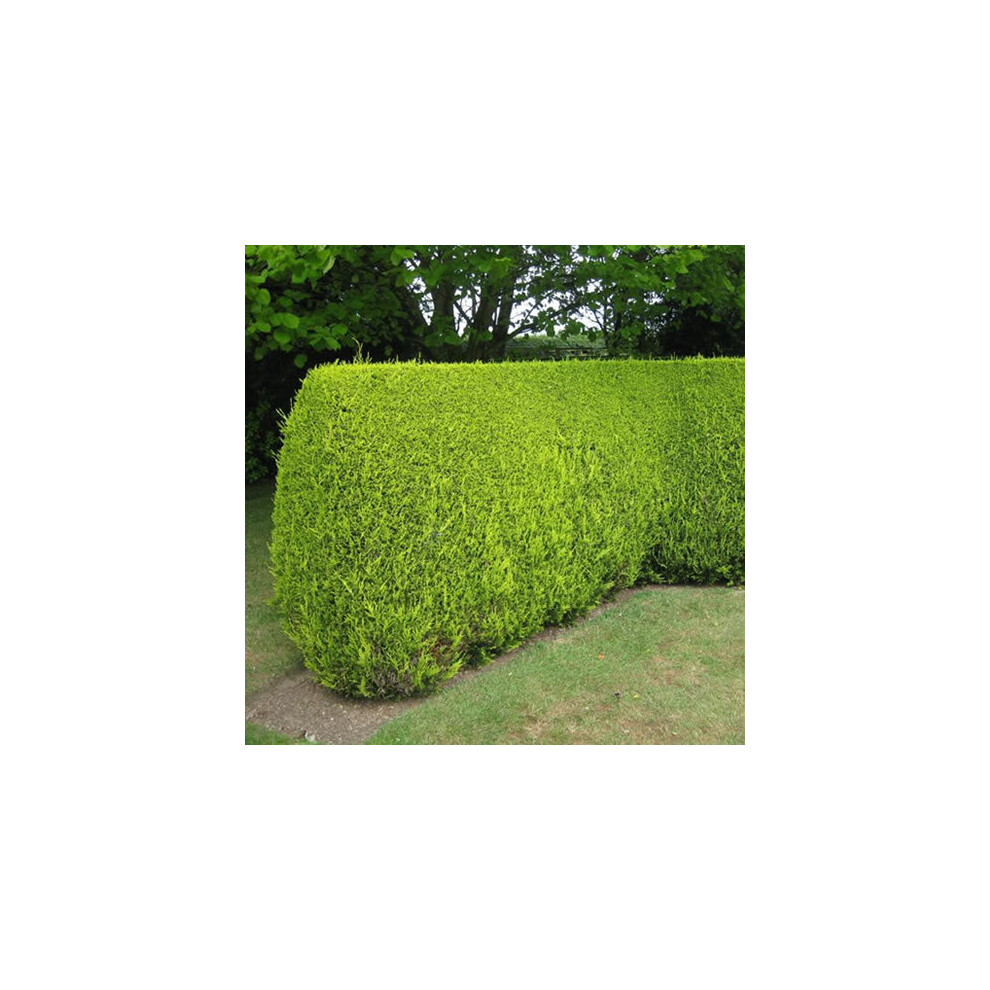 3 X LEYLANDII GOLD EVERGREEN CONIFER HEDGING CASTLEWELLAN PLANT IN POT (1-2FT)