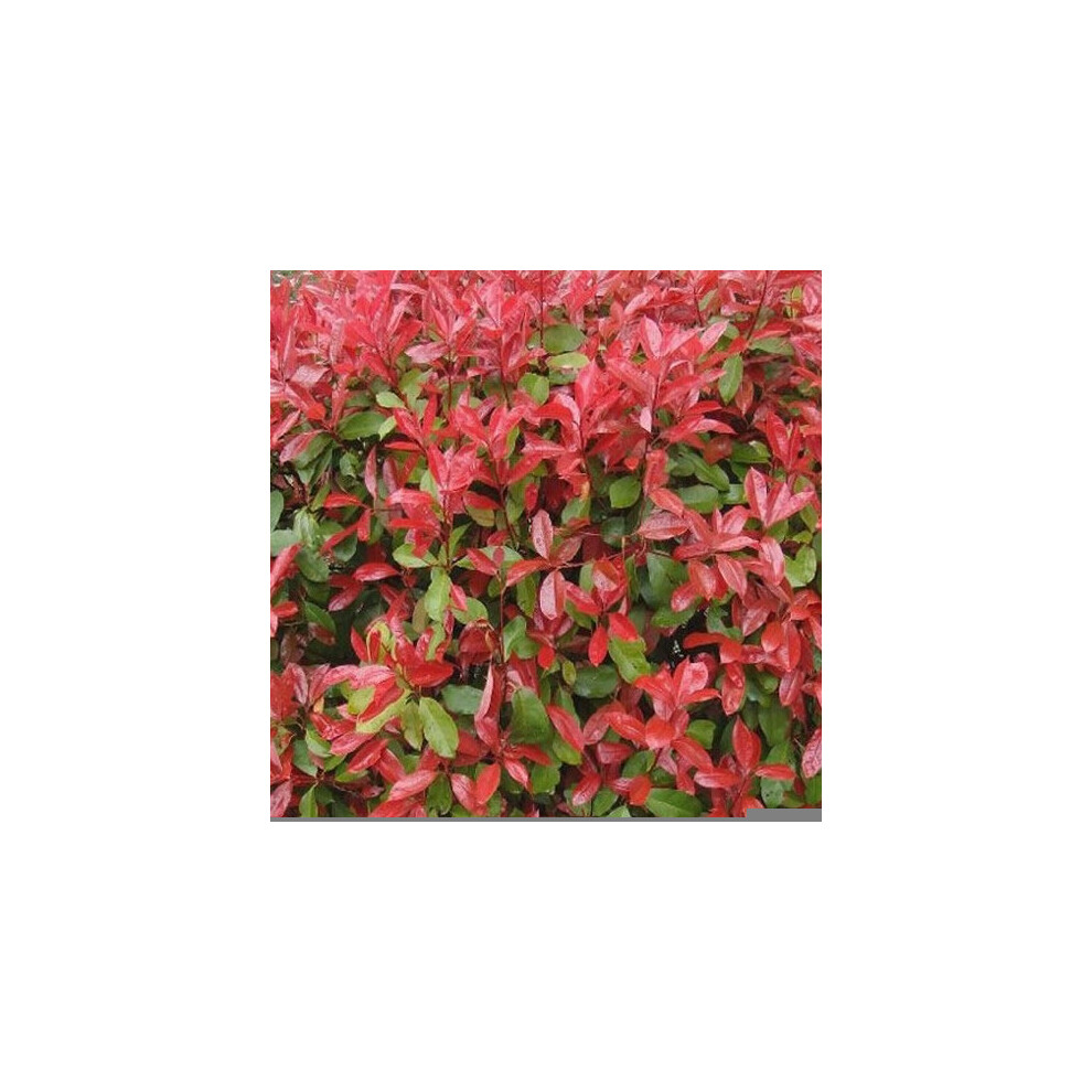 Photinia fraseri Red Robin (9cm, 25 Plants)