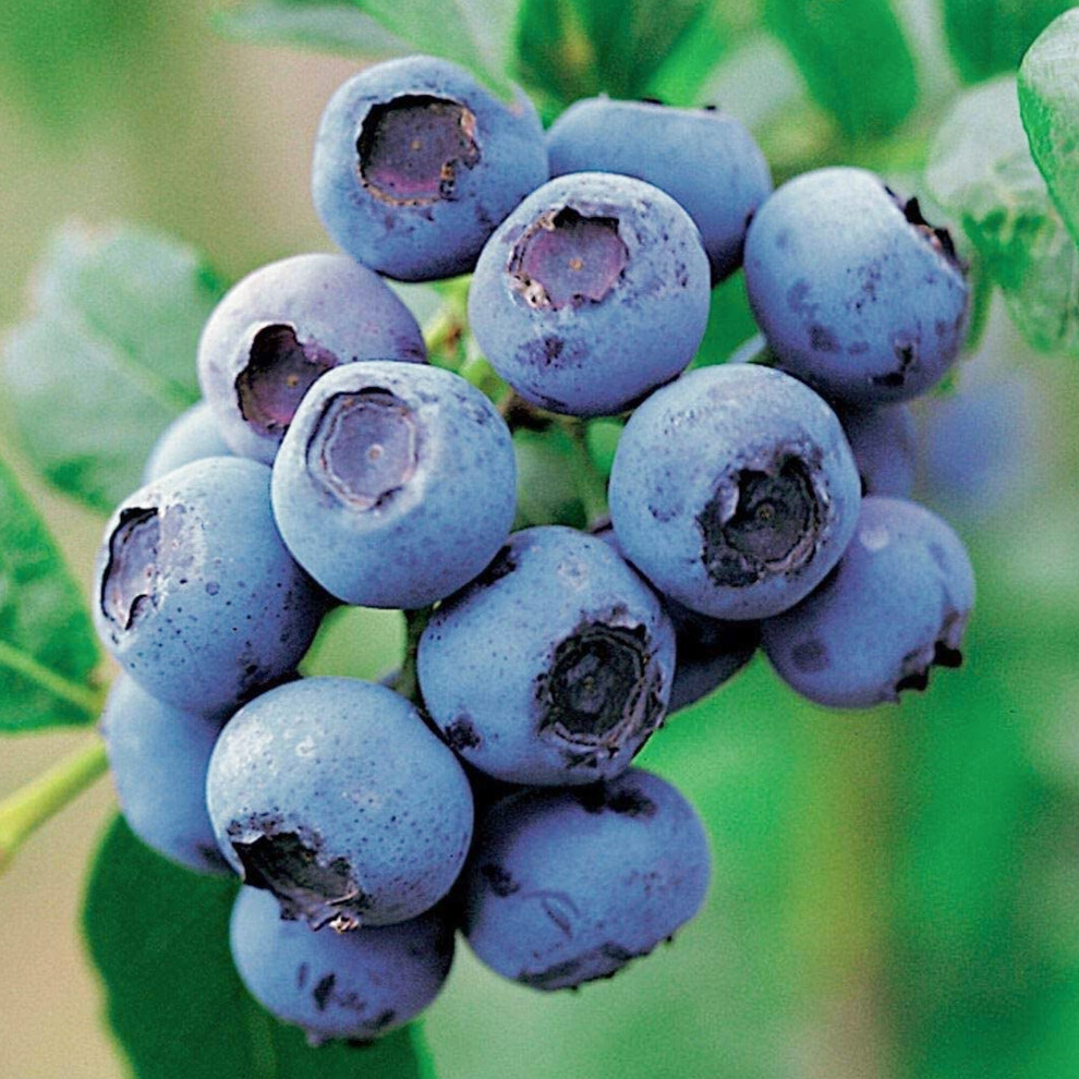 Gardeners Dream Blueberry Vaccinium Corymbosum 'Goldtraube' Deciduous Fruit Shrub | 9Cm Pot