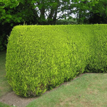 5 X Leylandii Gold Evergreen Conifer Hedging Castlewellan Plant In Pot (1-2Ft)