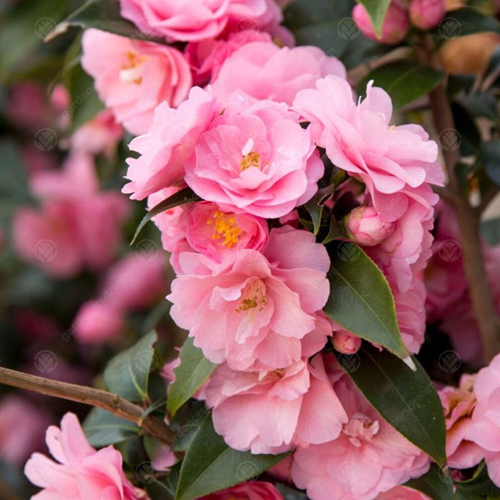 Camellia Williamsii 'Spring Festival' Evergreen Pink Garden Shrub | 9Cm Pot