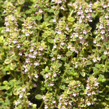 Potted Herbs - Thyme Common (8cm)