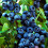 Gardeners Dream Blueberry Vaccinium corymbosum 'Jersey' Deciduous Fruit Shrub | 9cm Pot 2