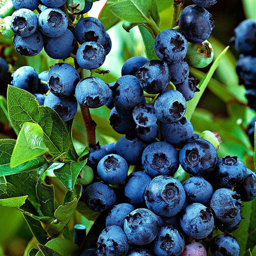 Gardeners Dream Blueberry Vaccinium corymbosum 'Jersey' Deciduous Fruit Shrub | 9cm Pot 1