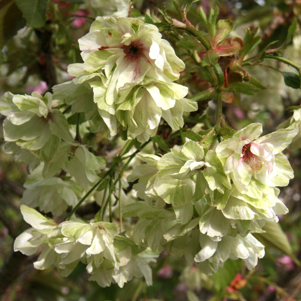 Prunus Royal Flame Tree (12L, 5-6ft)