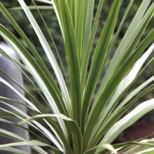 Cordyline Australis 'Atlantic Green' Cabbage Palm Herbaceous Garden | 9Cm Pot