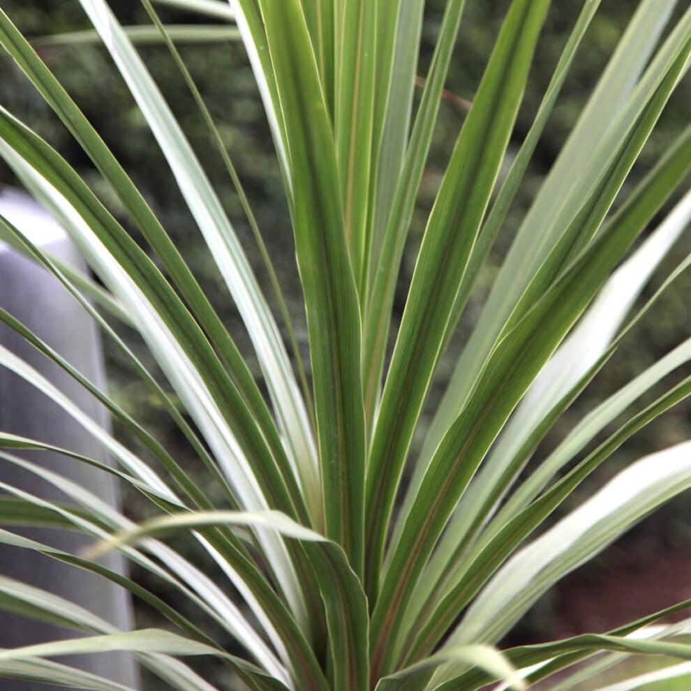 Gardeners Dream Cordyline Australis 'Atlantic ' Cabbage Palm Herbaceous Garden | 9Cm Pot Green