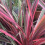 Gardeners Dream Cordyline australis Can Can (9cm) 5