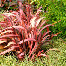 1 X Phormium 'Maori Maiden' New Zealand Flax Evergreen Shrub Hardy Plant In Pot