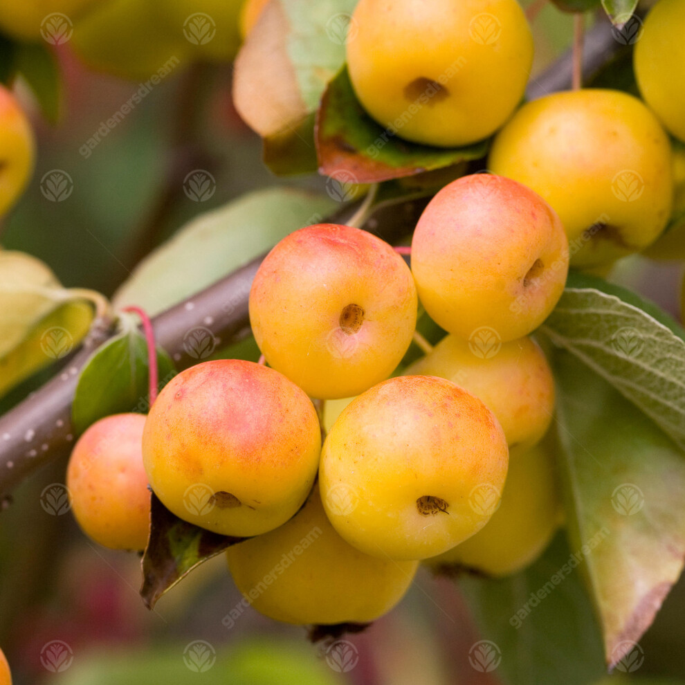 Malus 'Butterball' | Crab Apple | Ornamental Garden Tree | 5-6Ft