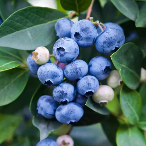 Gardeners Dream Blueberry Vaccinium corymbosum 'Jersey' Deciduous Fruit Shrub | 9cm Pot 2