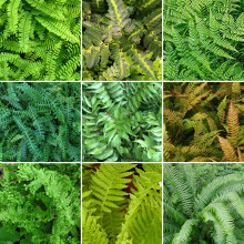 3x Fern Plant Mix Collection (9cm Pots) Potted Perennial Outdoor Garden Ferns - 9CM_FERMIX_#3_GD