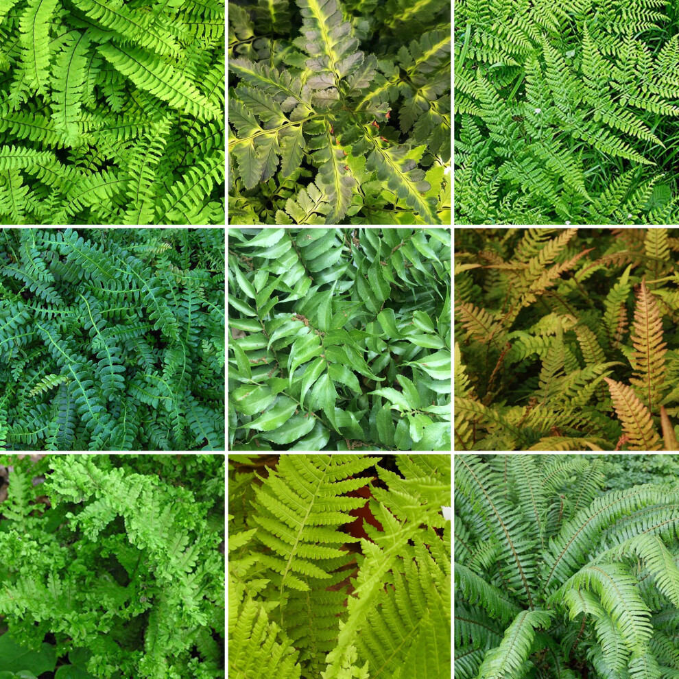 3 X Fern Plant Mix Collection - Potted Perennial Outdoor Garden Shrubs