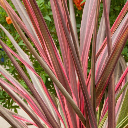 Gardeners Dream Cordyline australis Can Can (9cm) 1