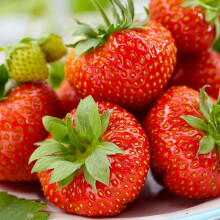 (10) Strawberry 'Korona' Early Season Bare Root Garden Bush Fruit Plants